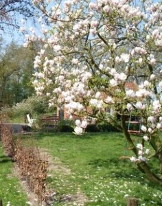 Magnolia uit onze tuin in Makkinga